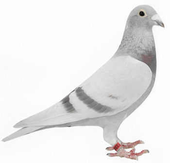 【早い者勝ち♡】Pigeon ビングル グレー ピジョン (Pigeon) ビングル (Bingle) BB2 グレー