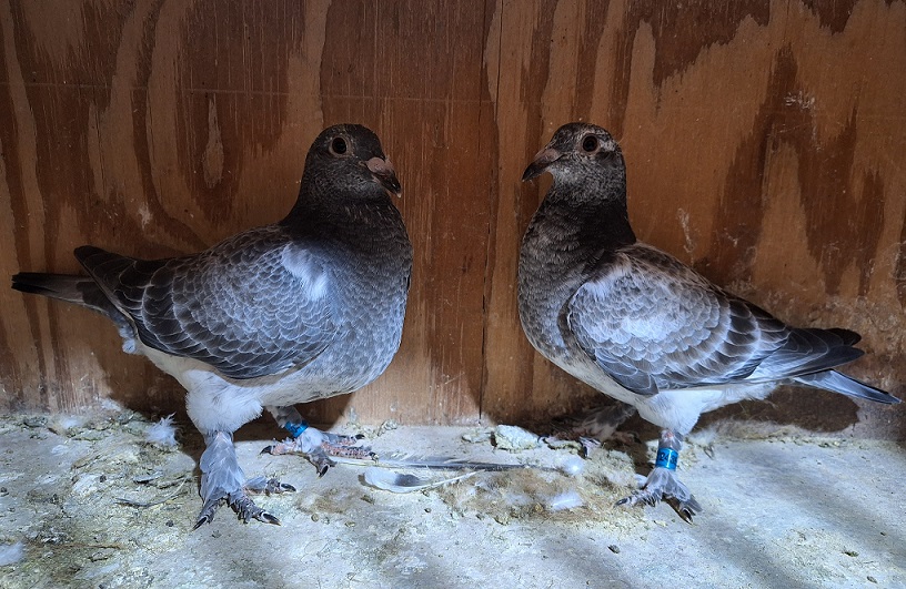 2026 nestmates AU ARPU 248503 / 248504 Inbred to the legendary "SILVER SHADOW" EIJERKAMP VAN Loon