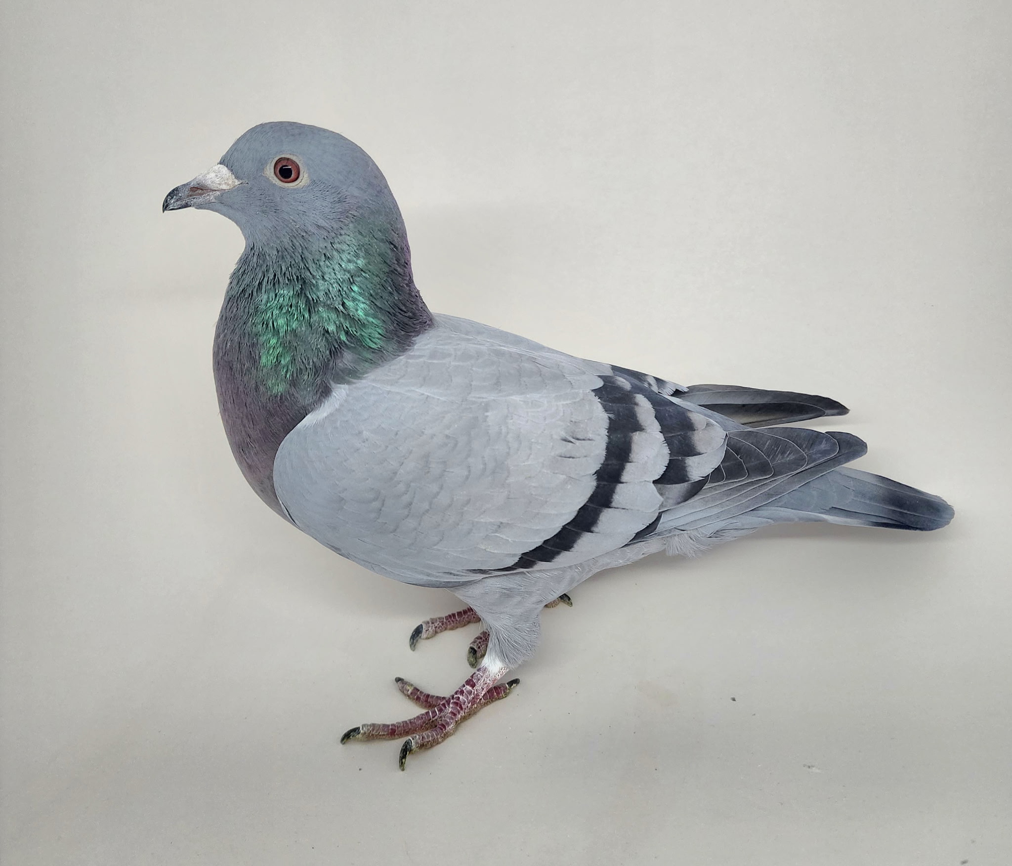 AU CHICAGO 2025 2291 HEN