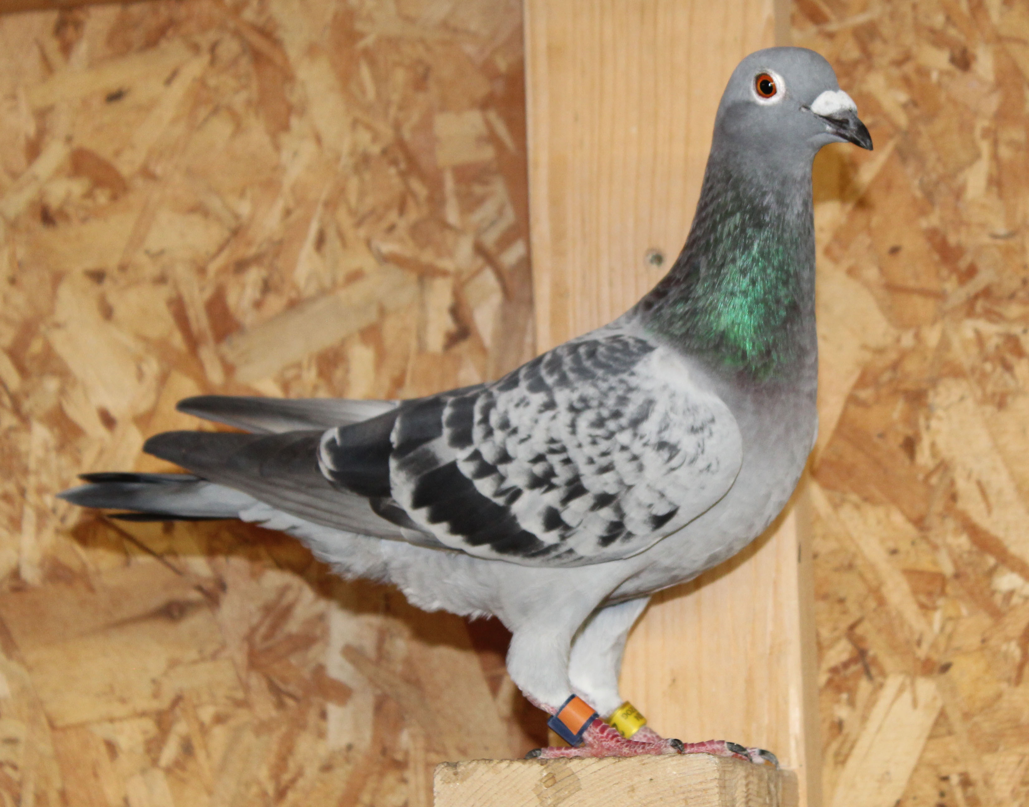Hen from the Miss Creator/Super Warrior Dynasty