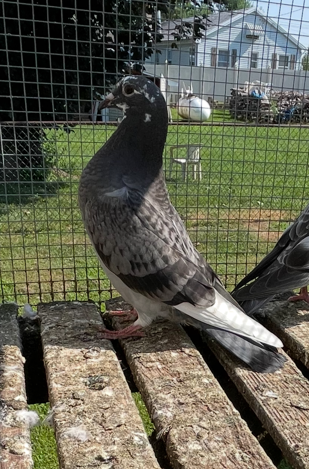 2025 bird out of Porsche and new kim