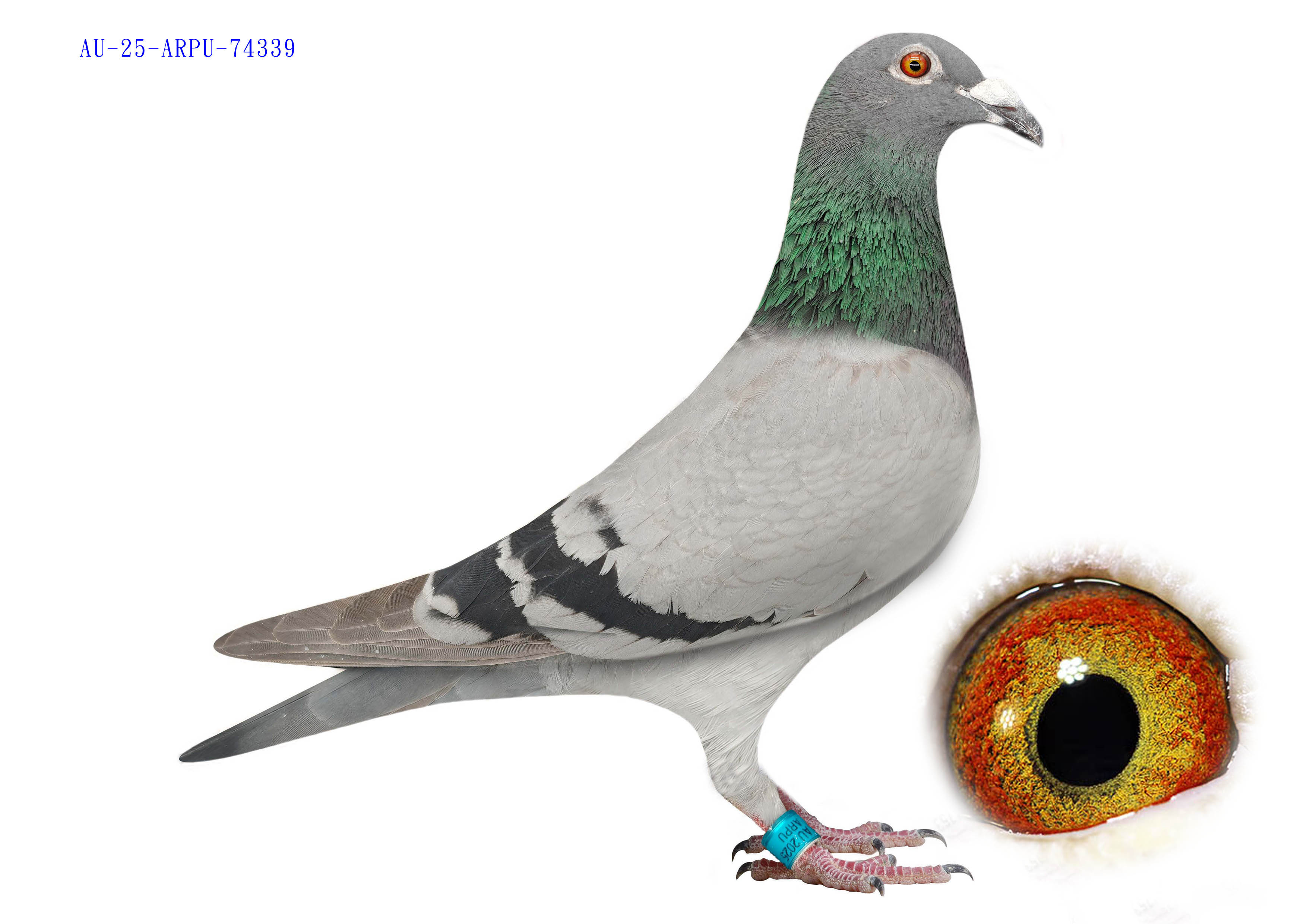 Preview Image 1