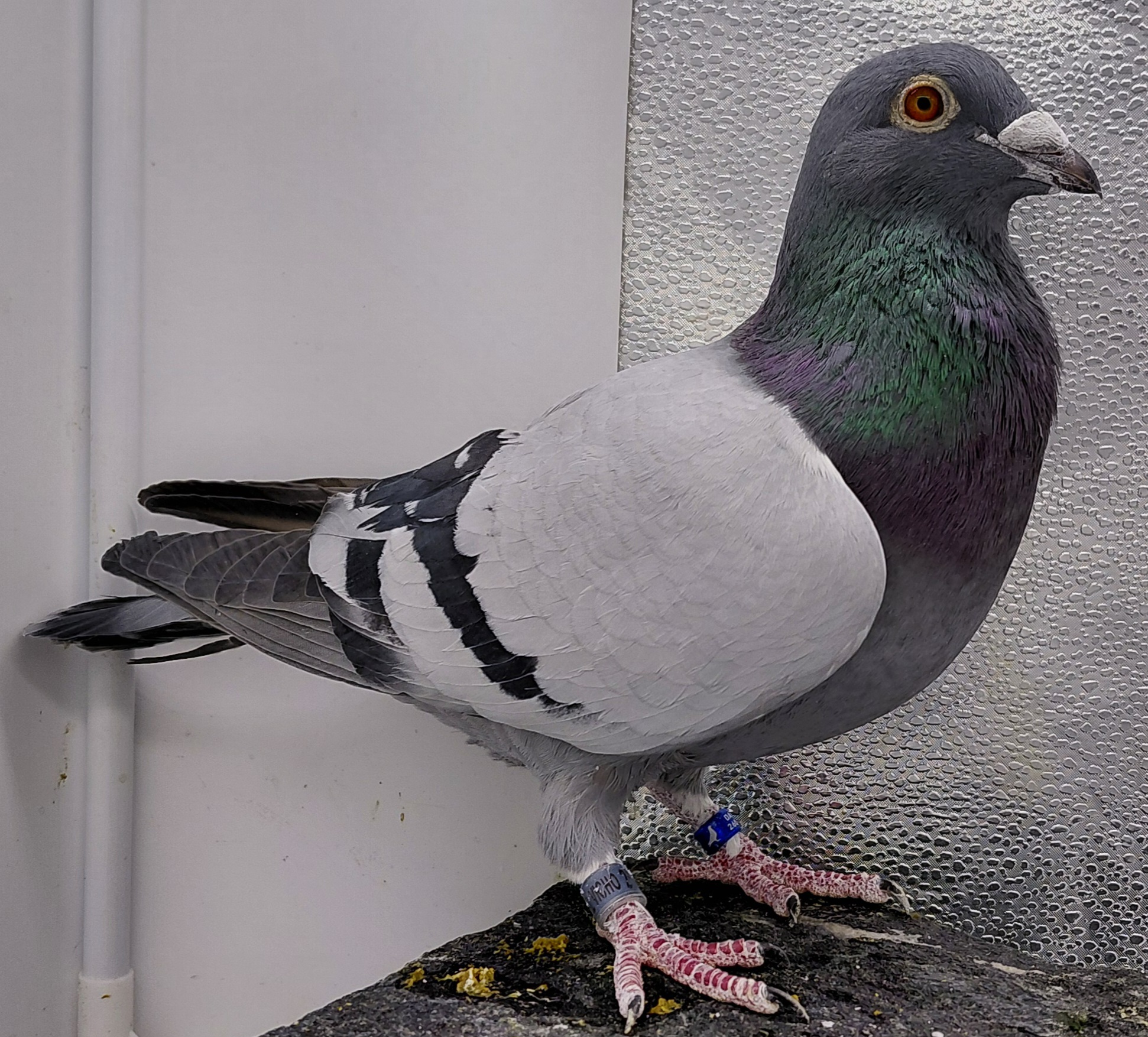 2521 EL VICHO 23 BB C