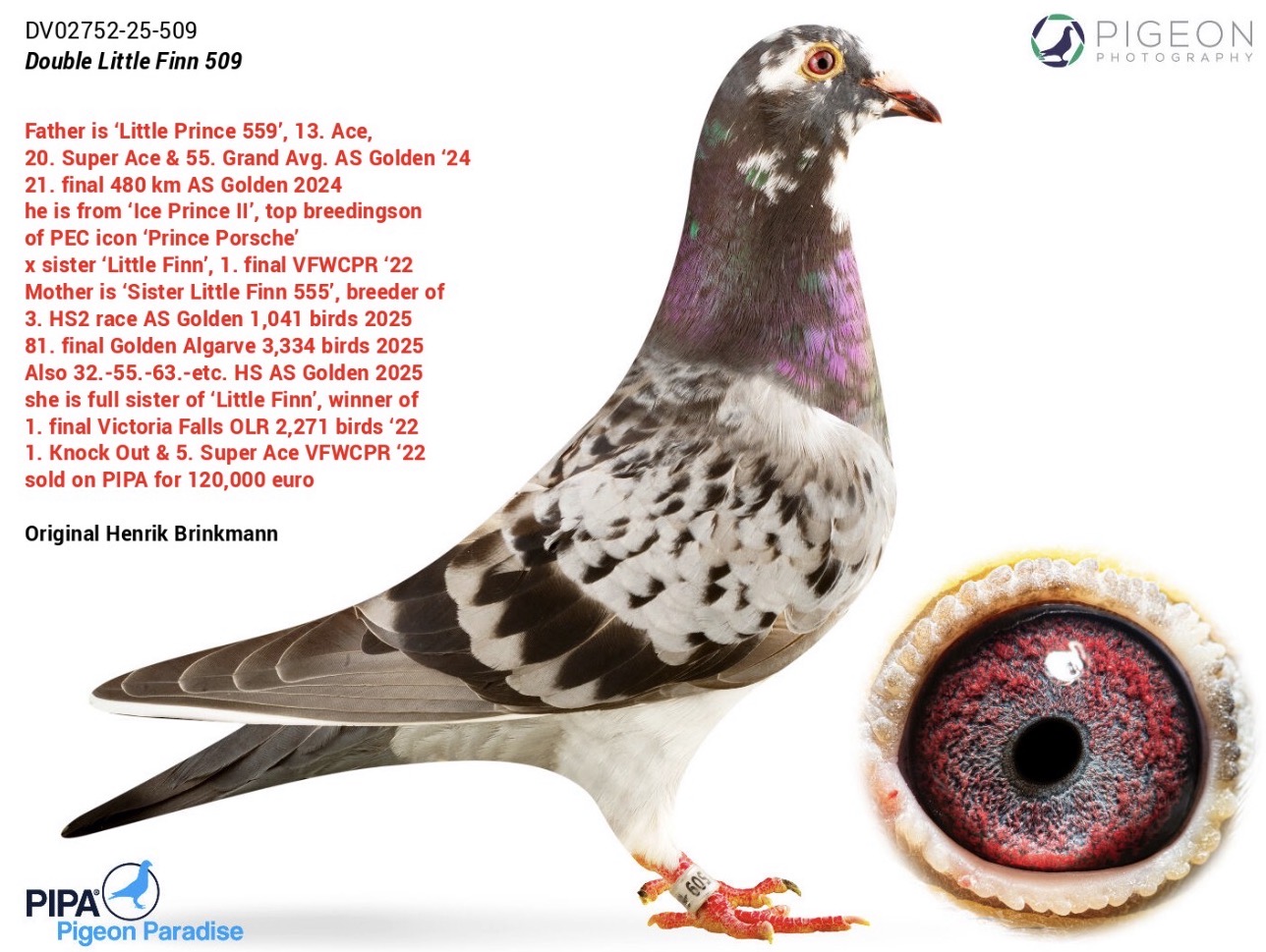 DV 02752-25-509 | DOUBLE LITTLE FINN × PRINCE PORSCHE