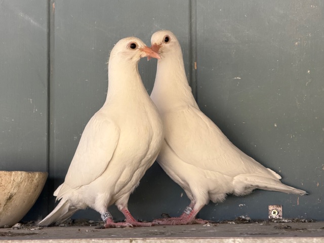 2026 YOUNG BIRDS - READY TO SETTLE