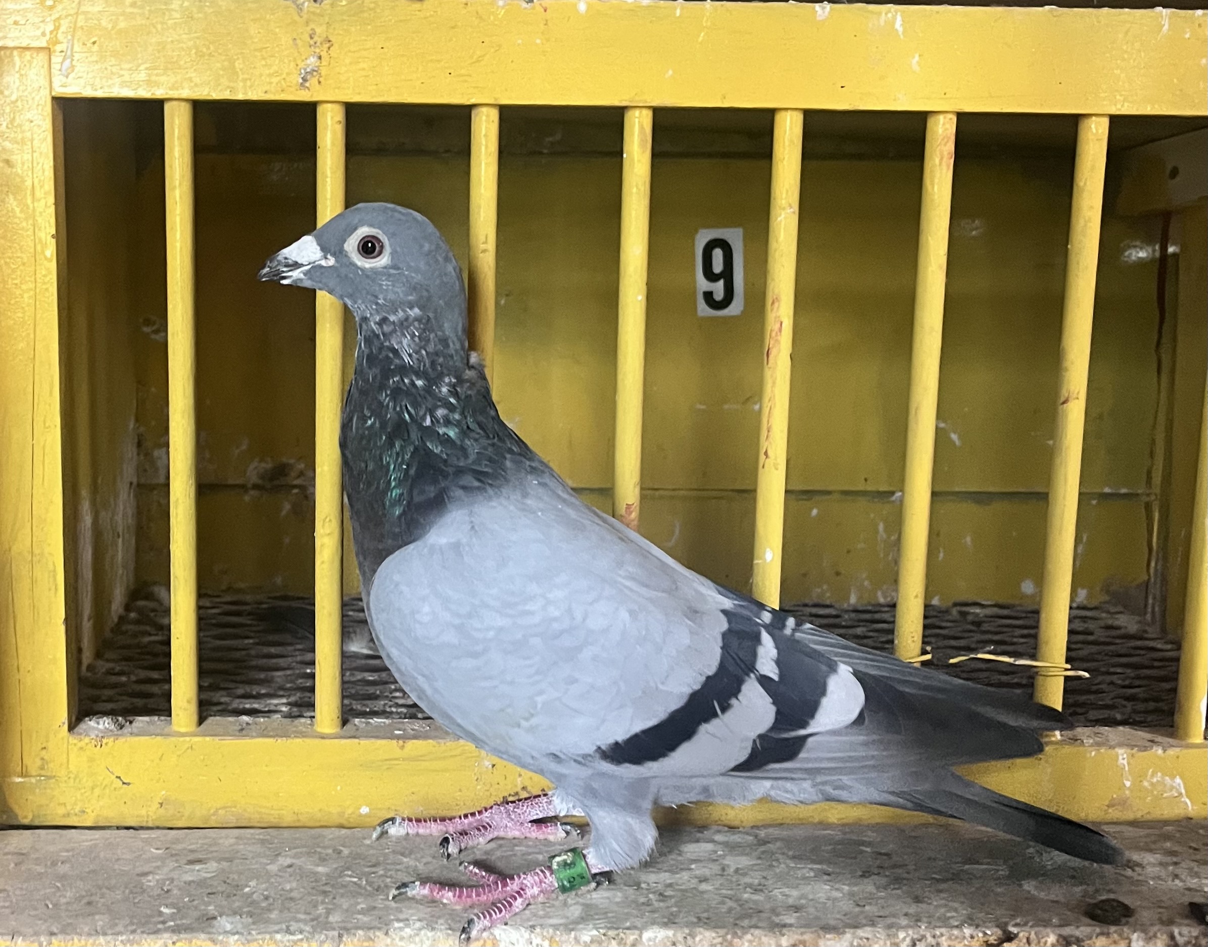 IF 2022 QCP 808 Blue Bar Cock