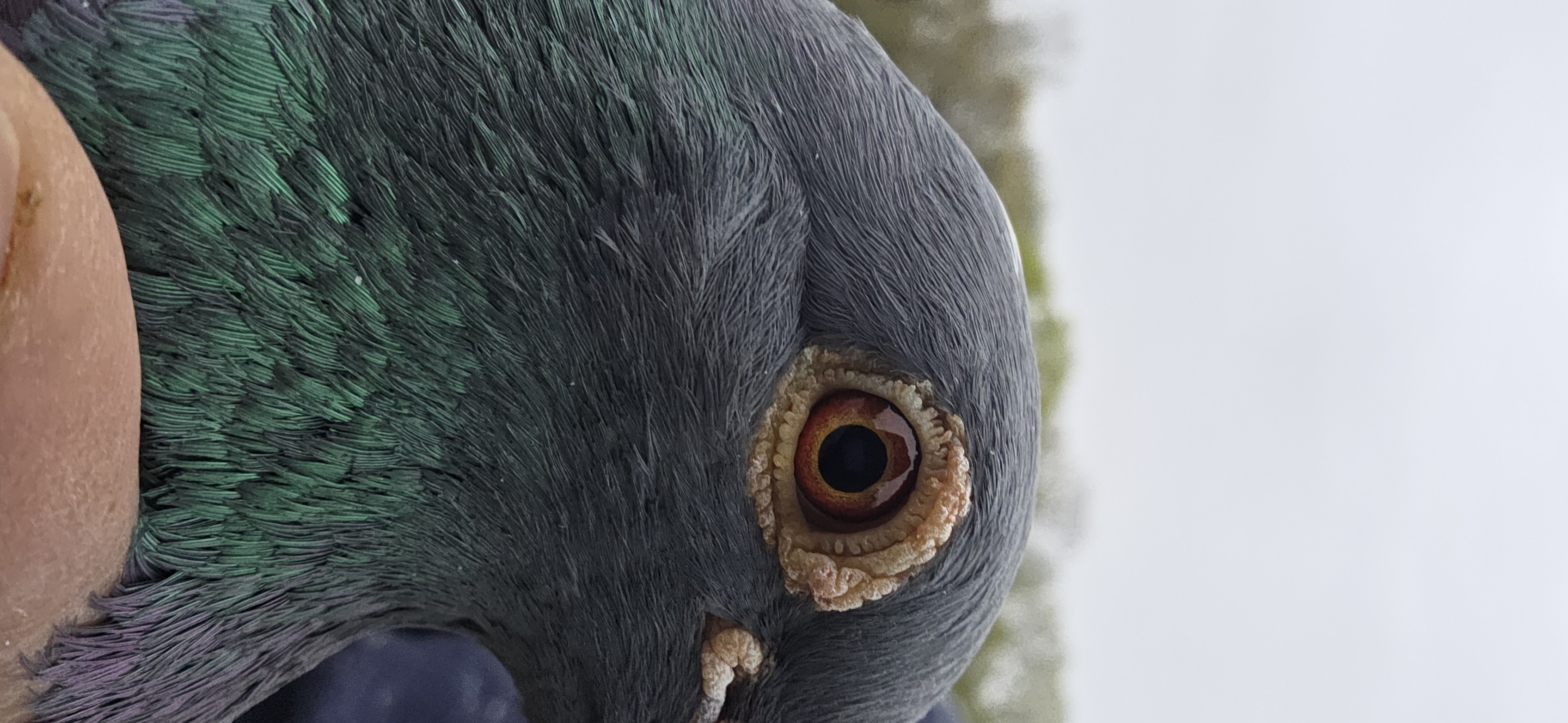 Preview Image 3