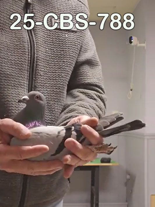 25-CBS-788 Blue male