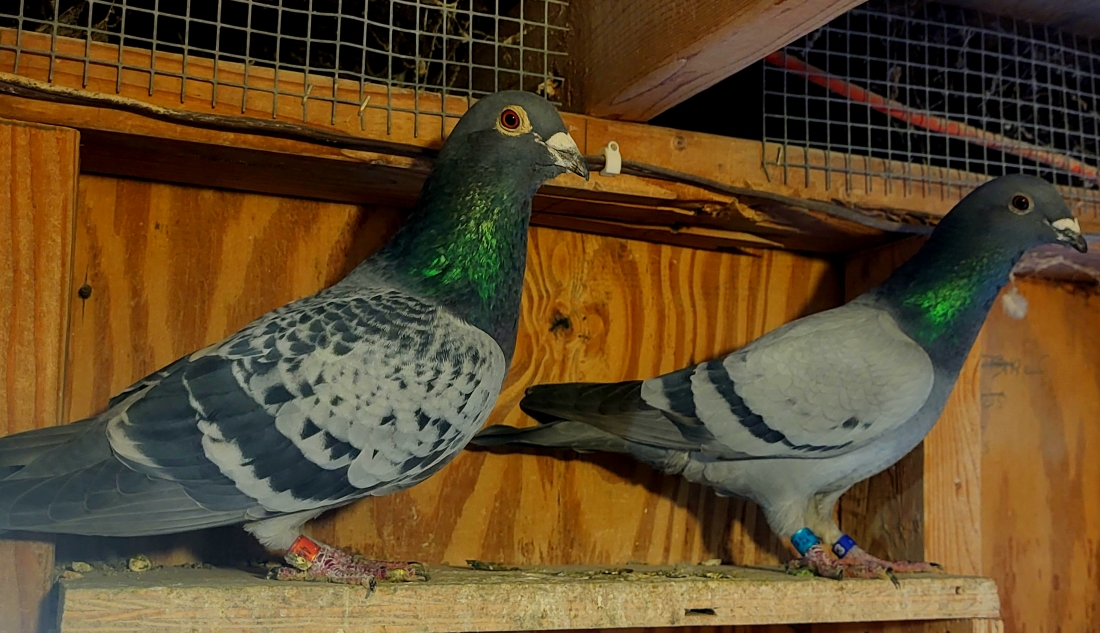 Breeding Pair - 2021 Houben Cock x 2025 Easley/Mosher Hen
