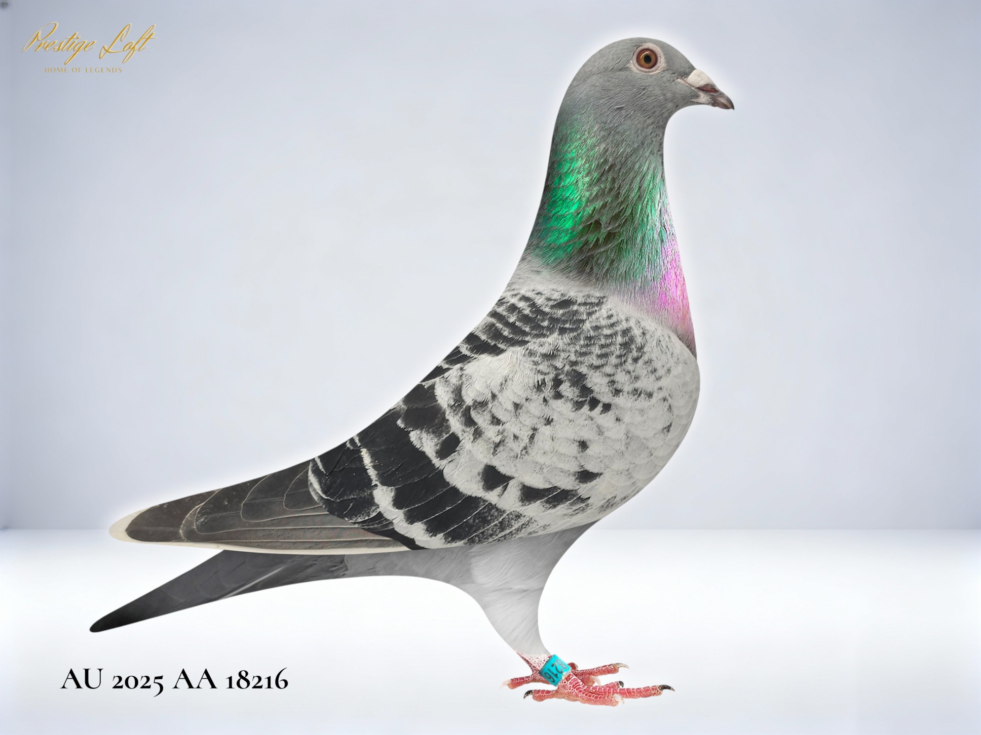 DEVRIENDT JANSSEN AARDAN BLOOD