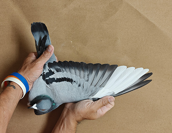 Preview Image 3