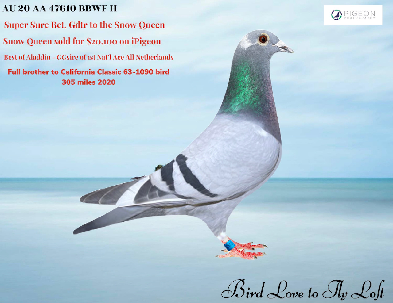 iPigeon.com - Racing Pigeon Auction