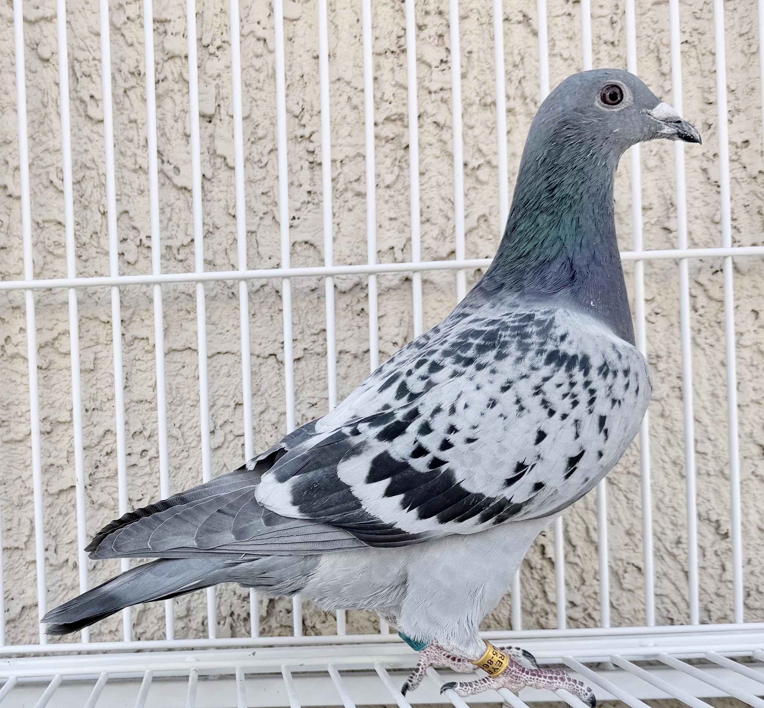 double inbred 1148 (2X)