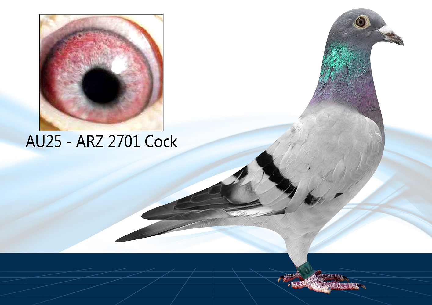 25-2701(Cock) Long Distance Special Pair