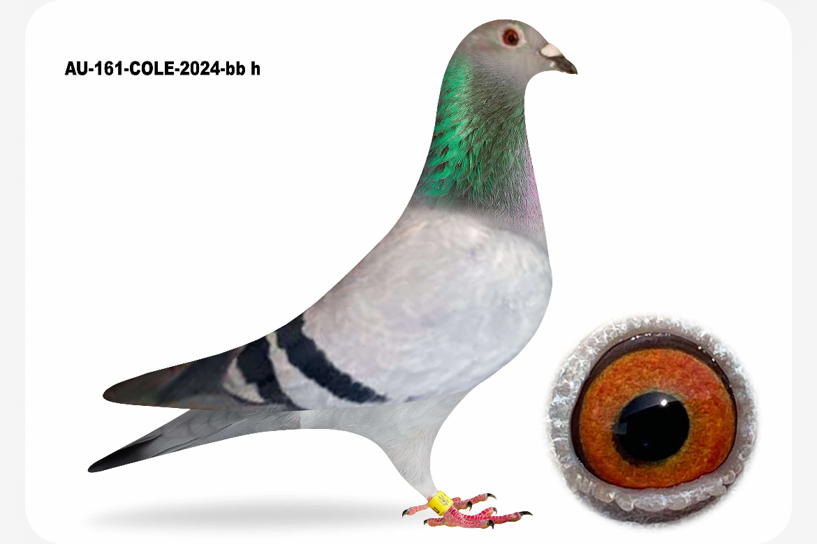iPigeon.com - Racing Pigeon Auction