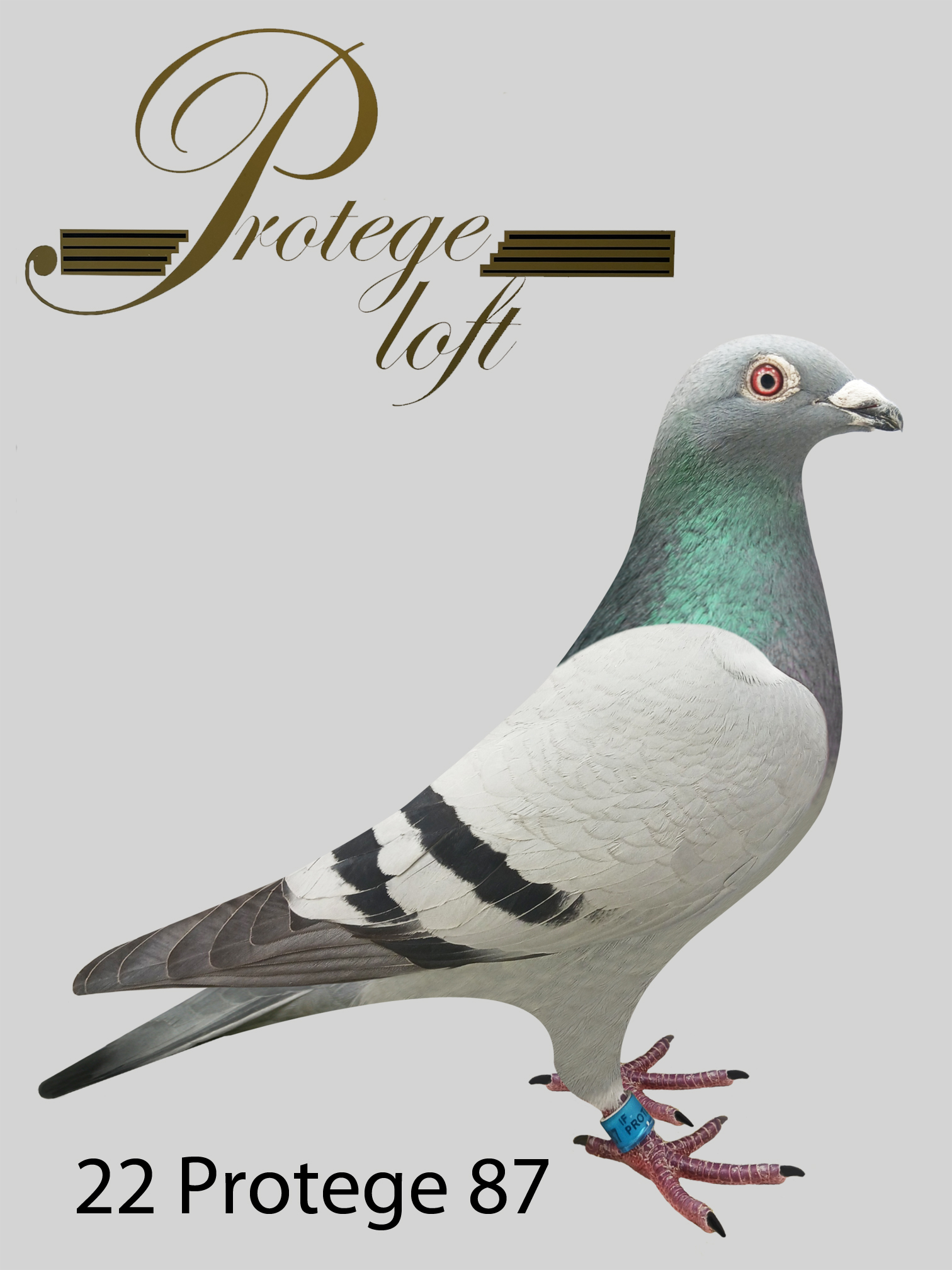 22 PROTEGE 87 - BLUE BAR - HEN