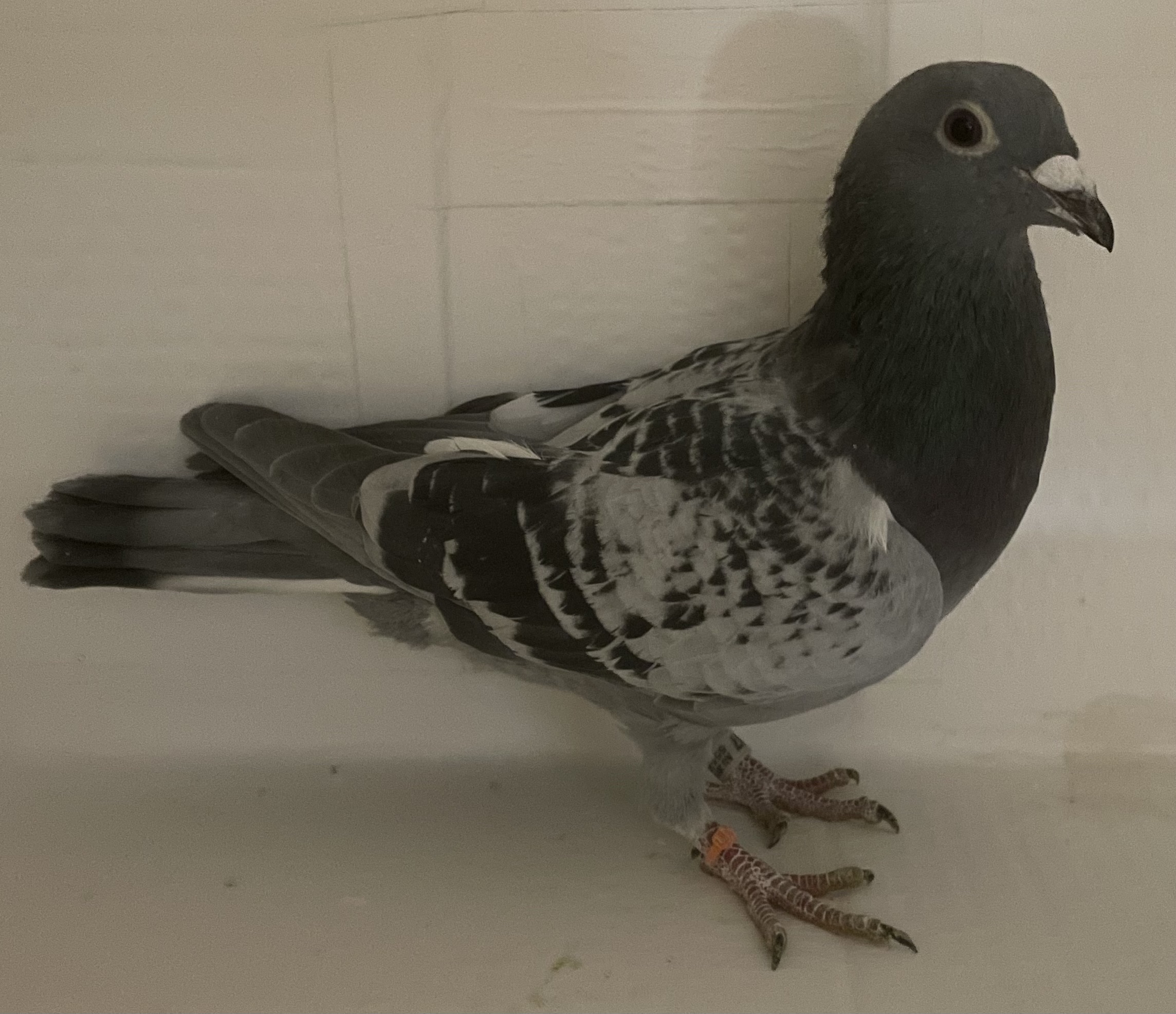 AU 2017 Lundloft 289 BCC