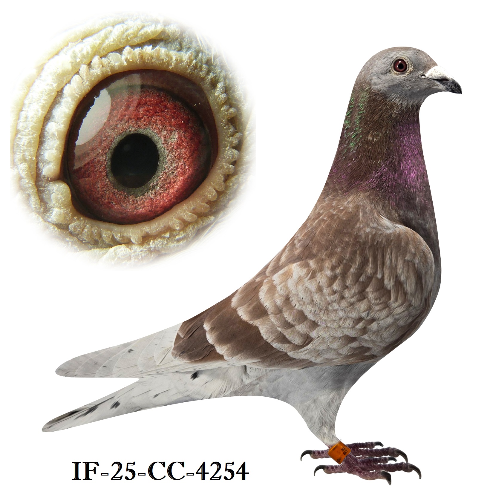 RC Cock - Full bro to 1st 300, Direct son of my TOP breeder