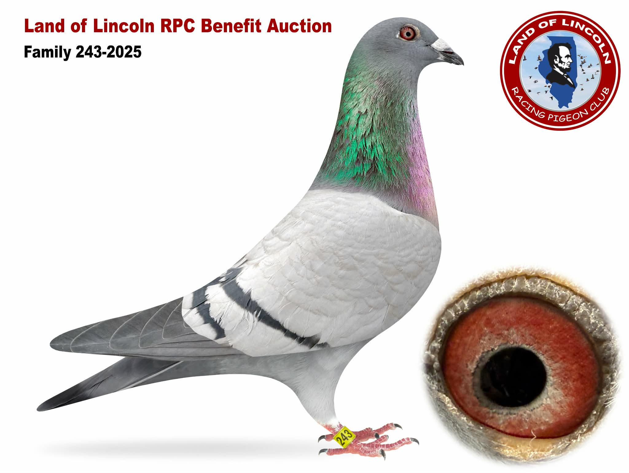 AU 25 FAMILY 243 BB Cock