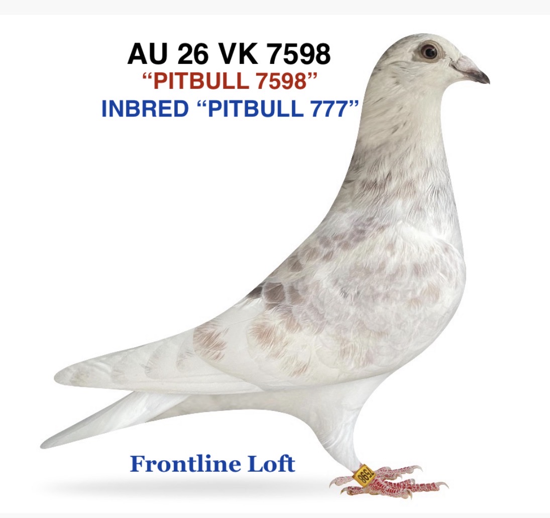 INBRED “PITBULL 777”