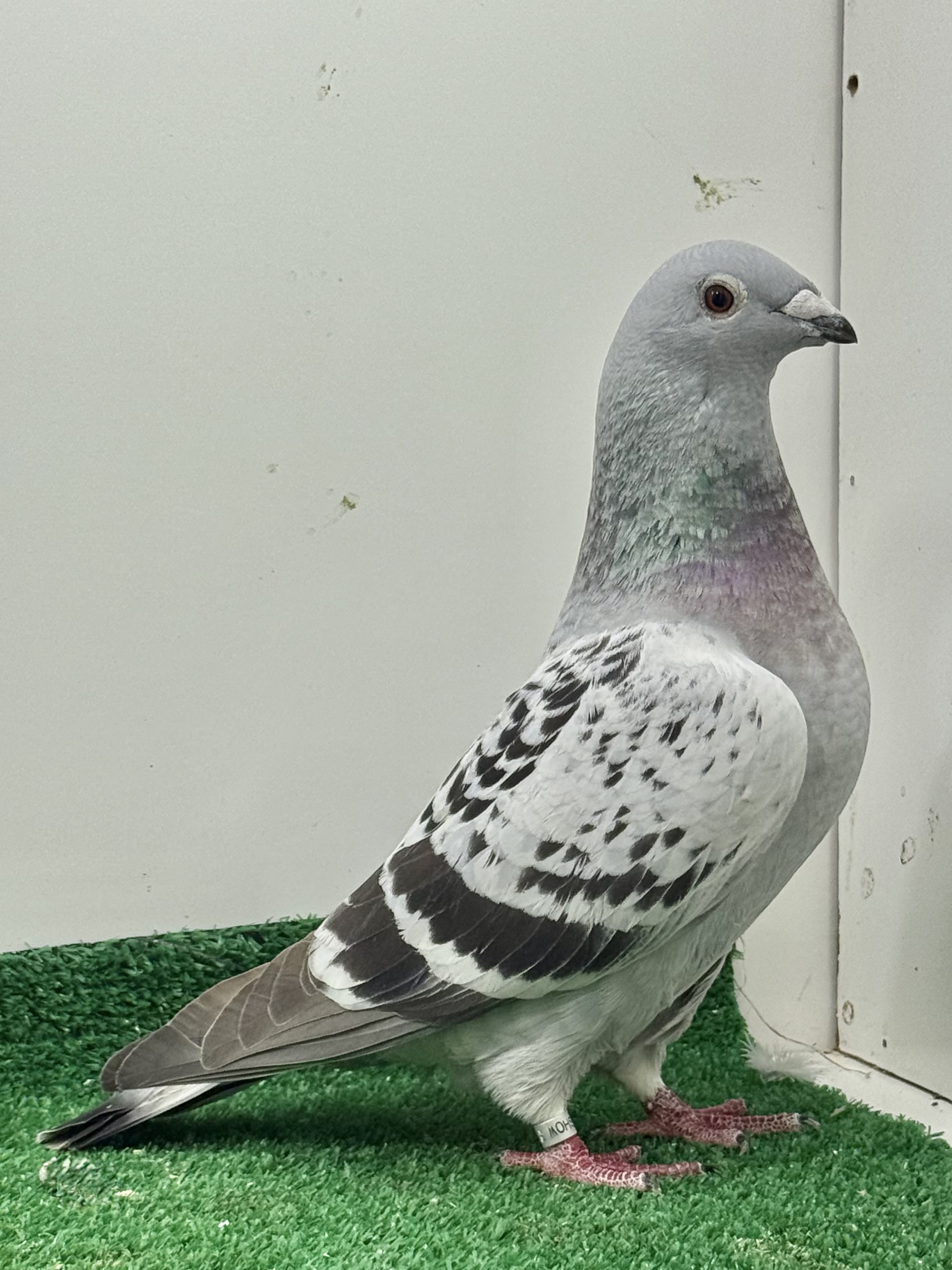 Williams blue check hen 