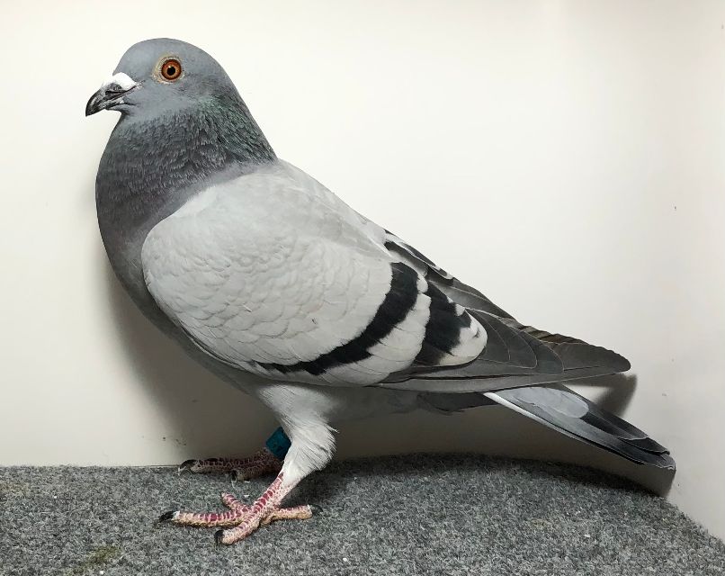 2528 WICK AU 2025 BB H