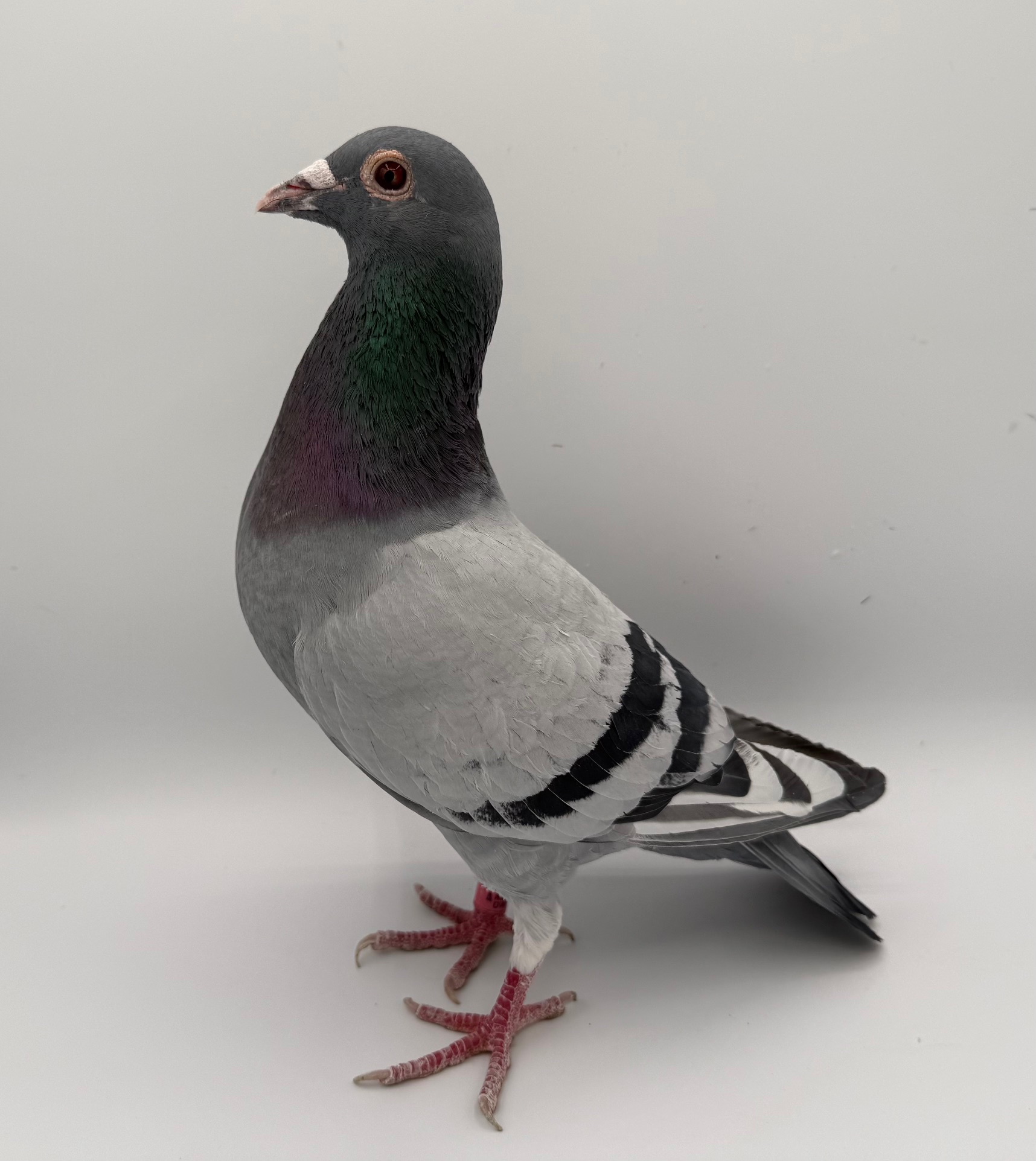 INBRED OUT OF OUR ONE OF OUR BEST PRODUCING HENS