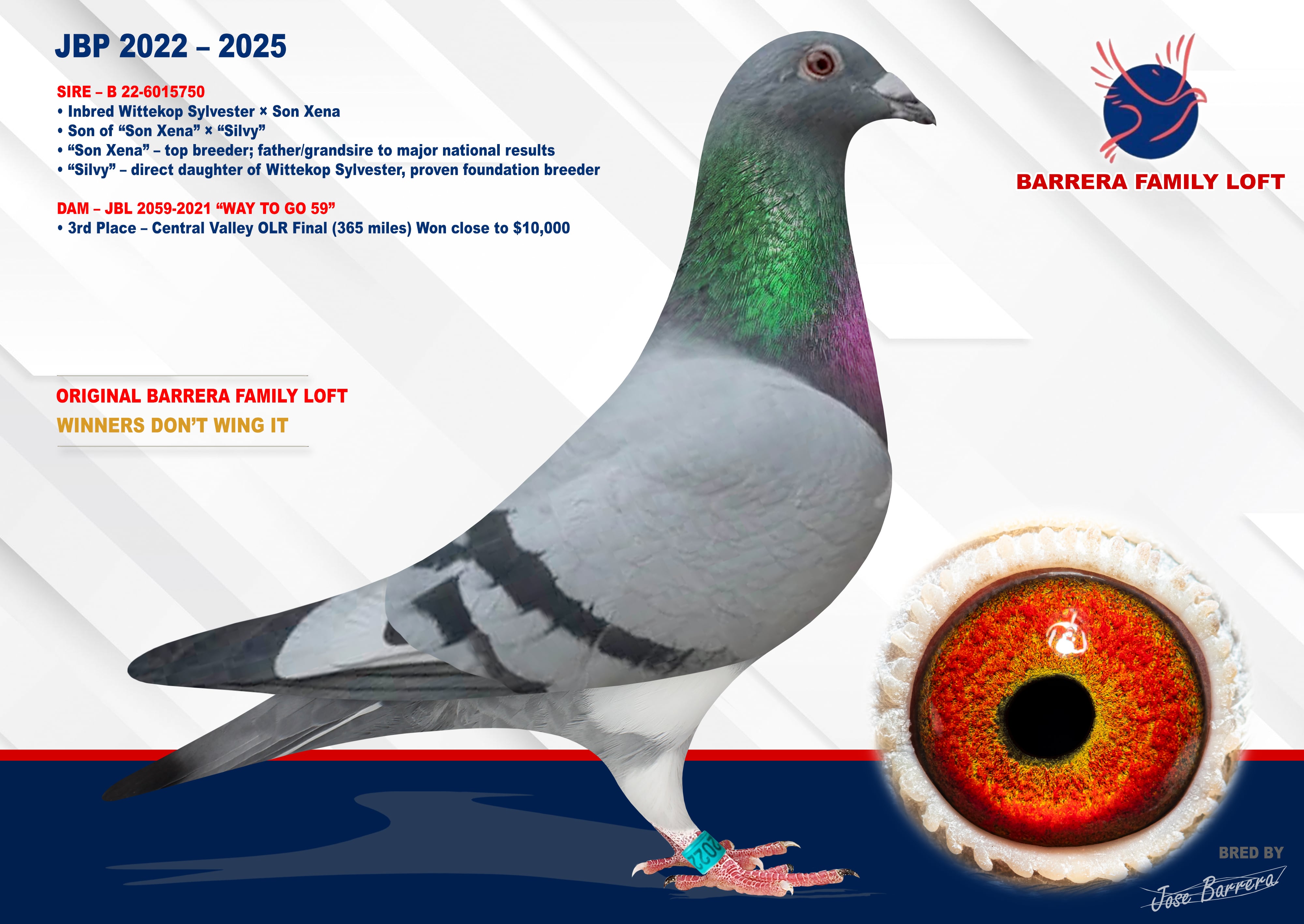 BBWF Blue Bar (Bart Geerinckx × OLR Winner ~$10,000)
