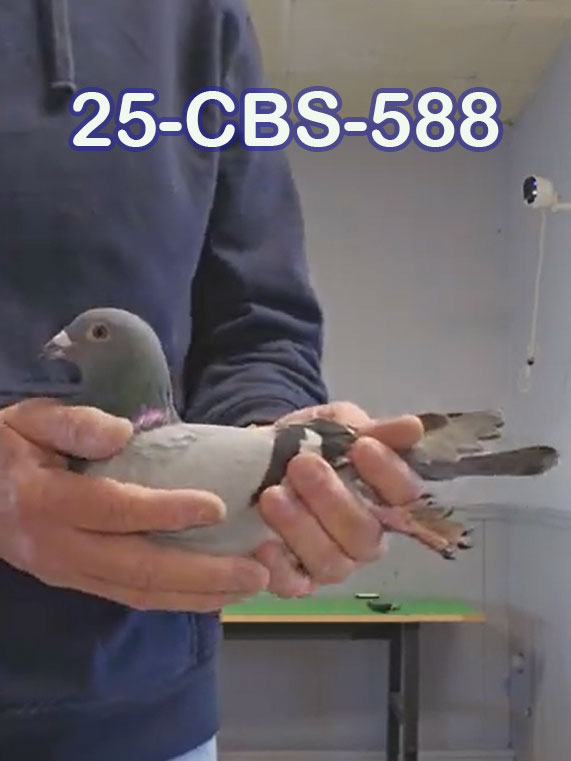 25-CBS-588 Blue cock