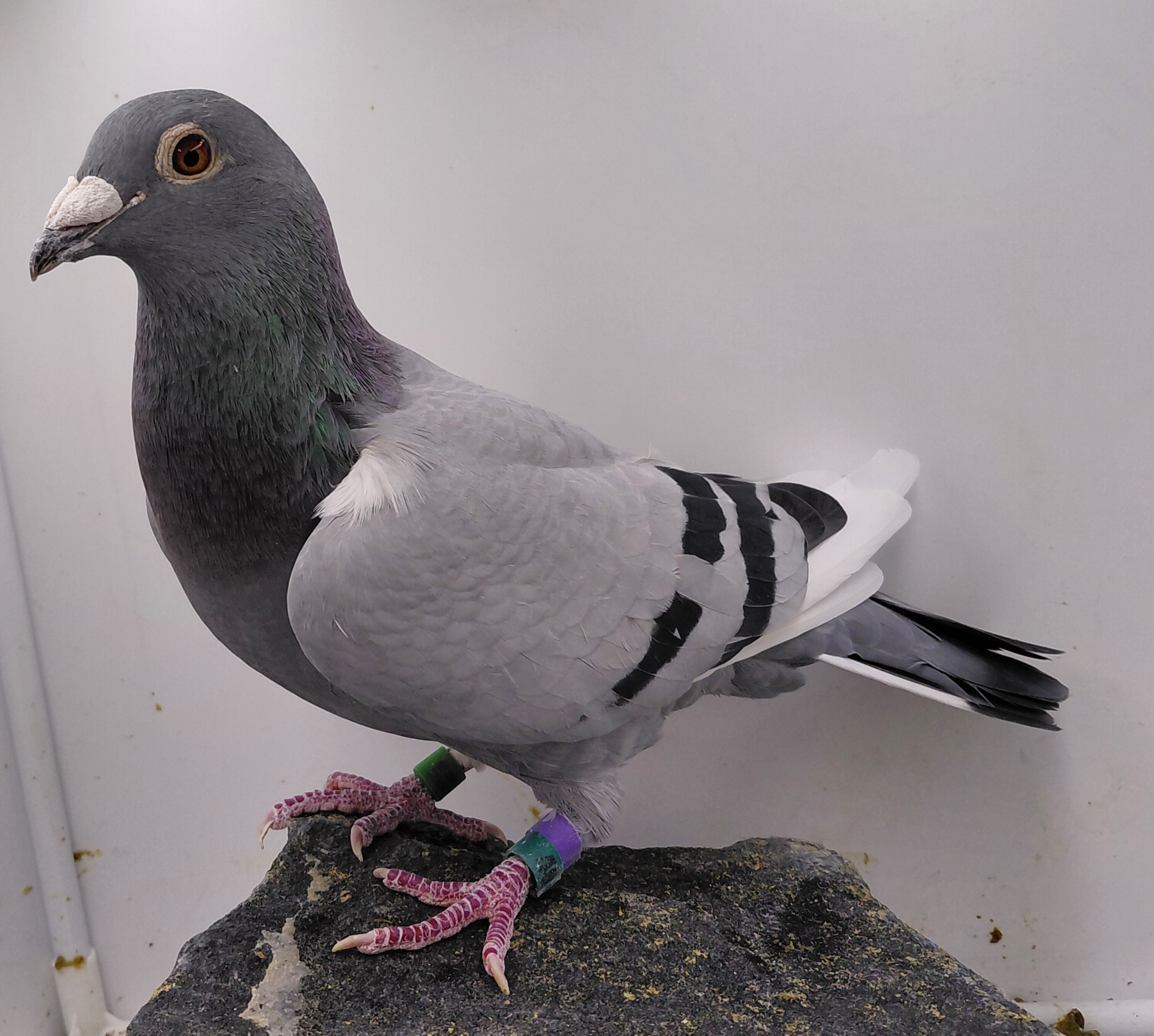 TIERNEYLOFT 105-18 BBWF HEN