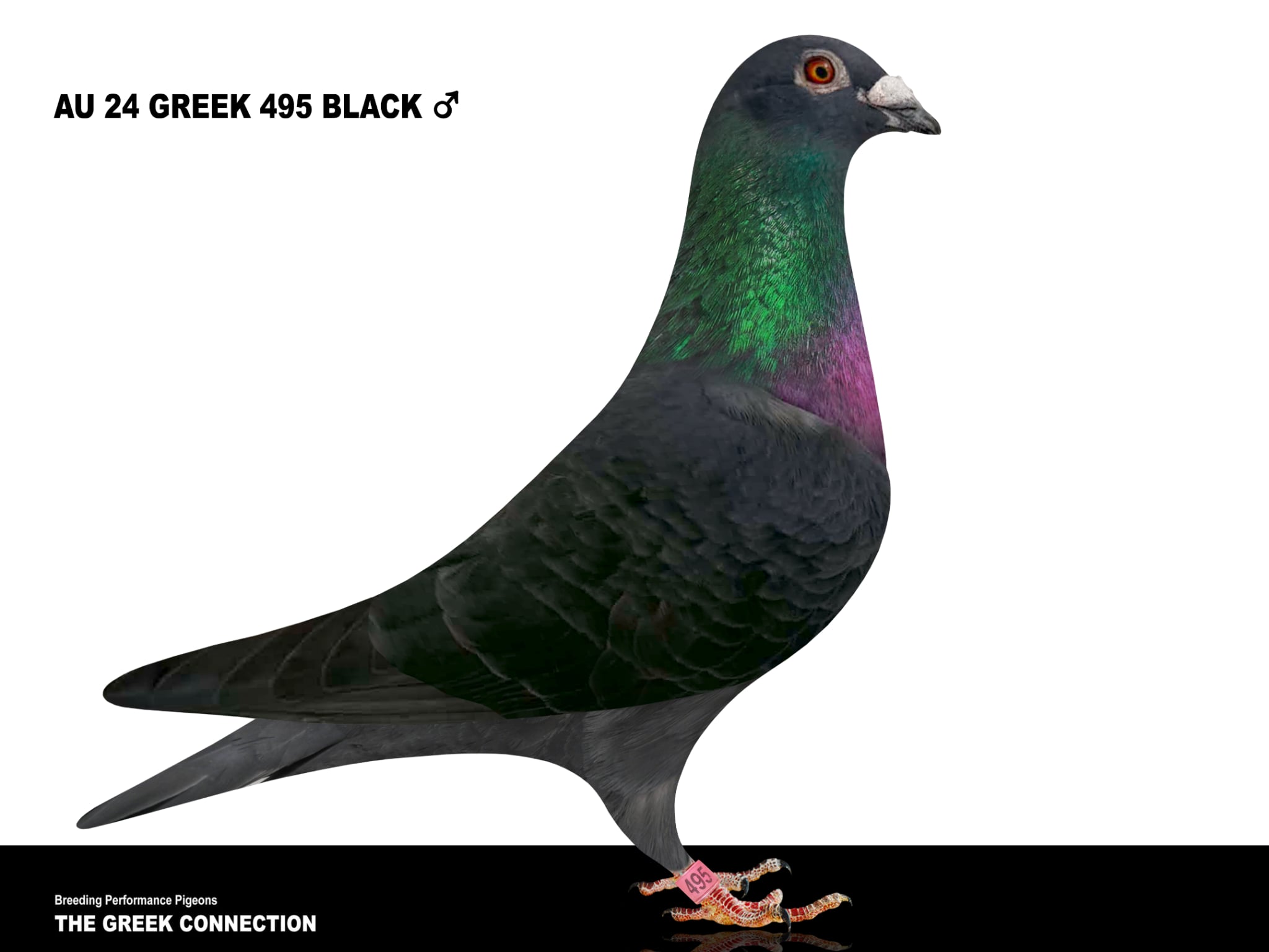 AU 24 GREEK 495 BLACK COCK 