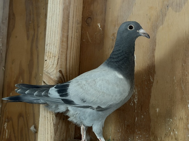 Preview Image 2