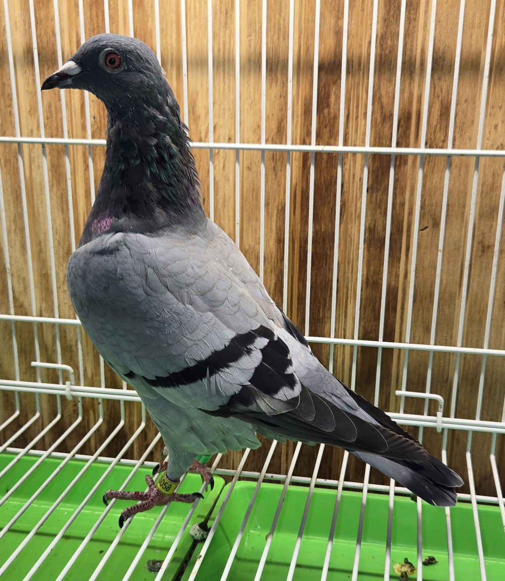 PEACH-25058-25 BB Hen