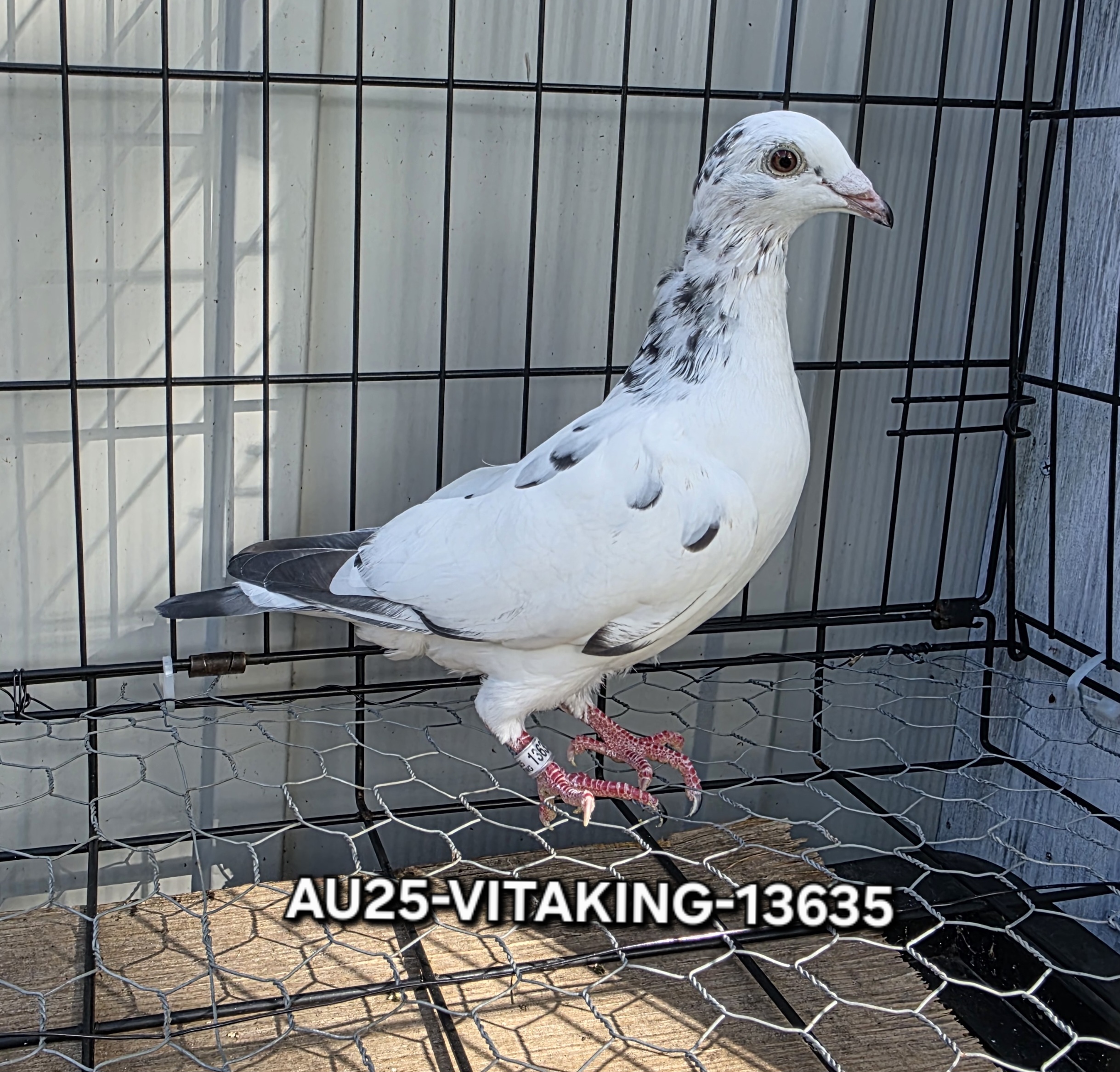 AU25-VITAKING-13635  White Grizzle Cock