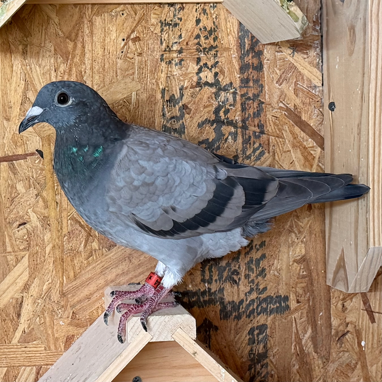 AU 26 BYRUM 644 BB Hen