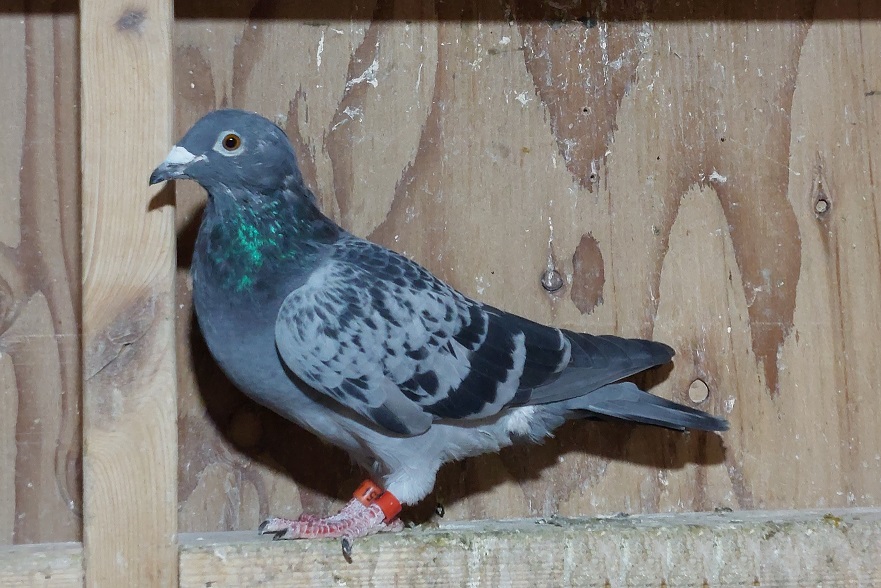 FOUNDATION QUALITY GS-6254 /2016 VAN LOON/JANSSEN BC HEN