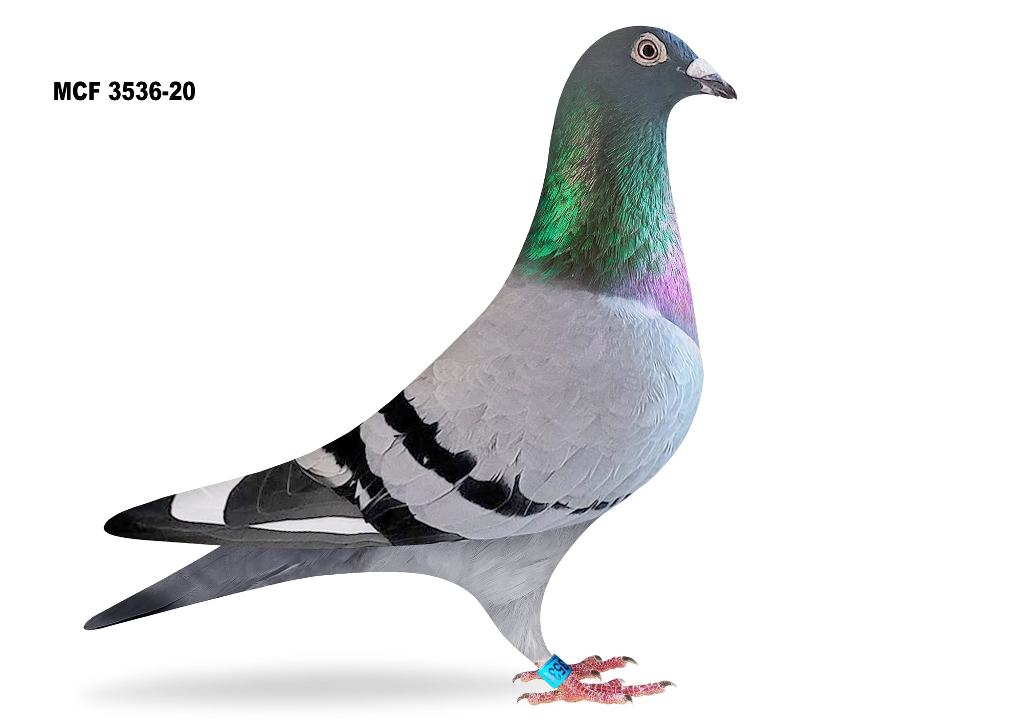 AU MCF 3536 - 20 Cock