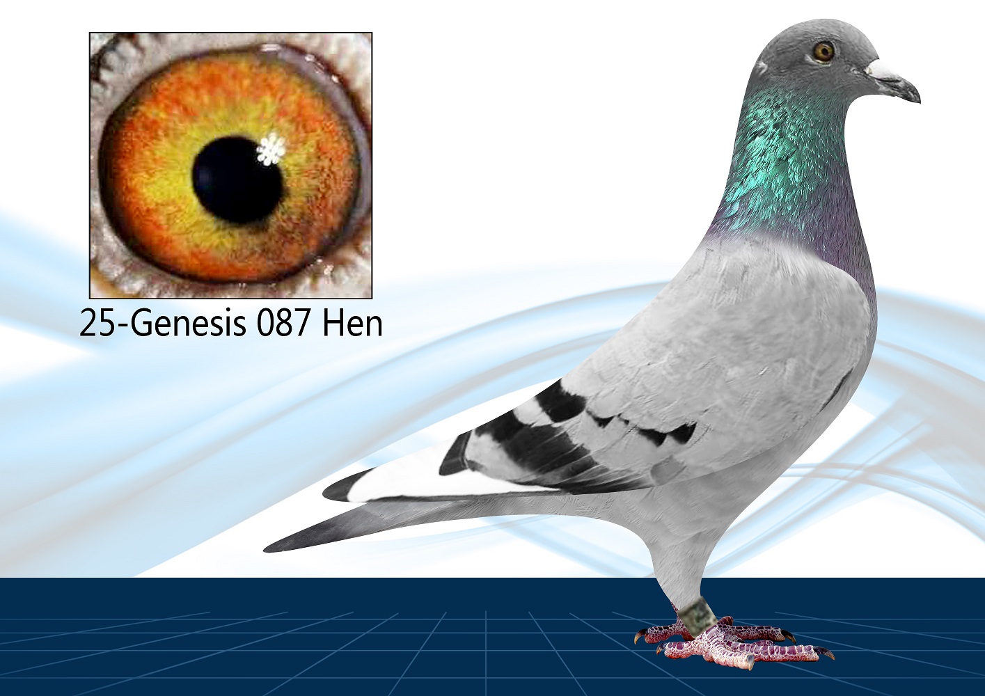 25-087 (Hen)Tentil x Genesis