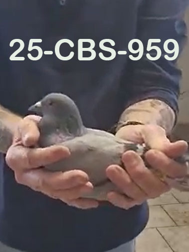 25-CBS-959 Blue hen. 