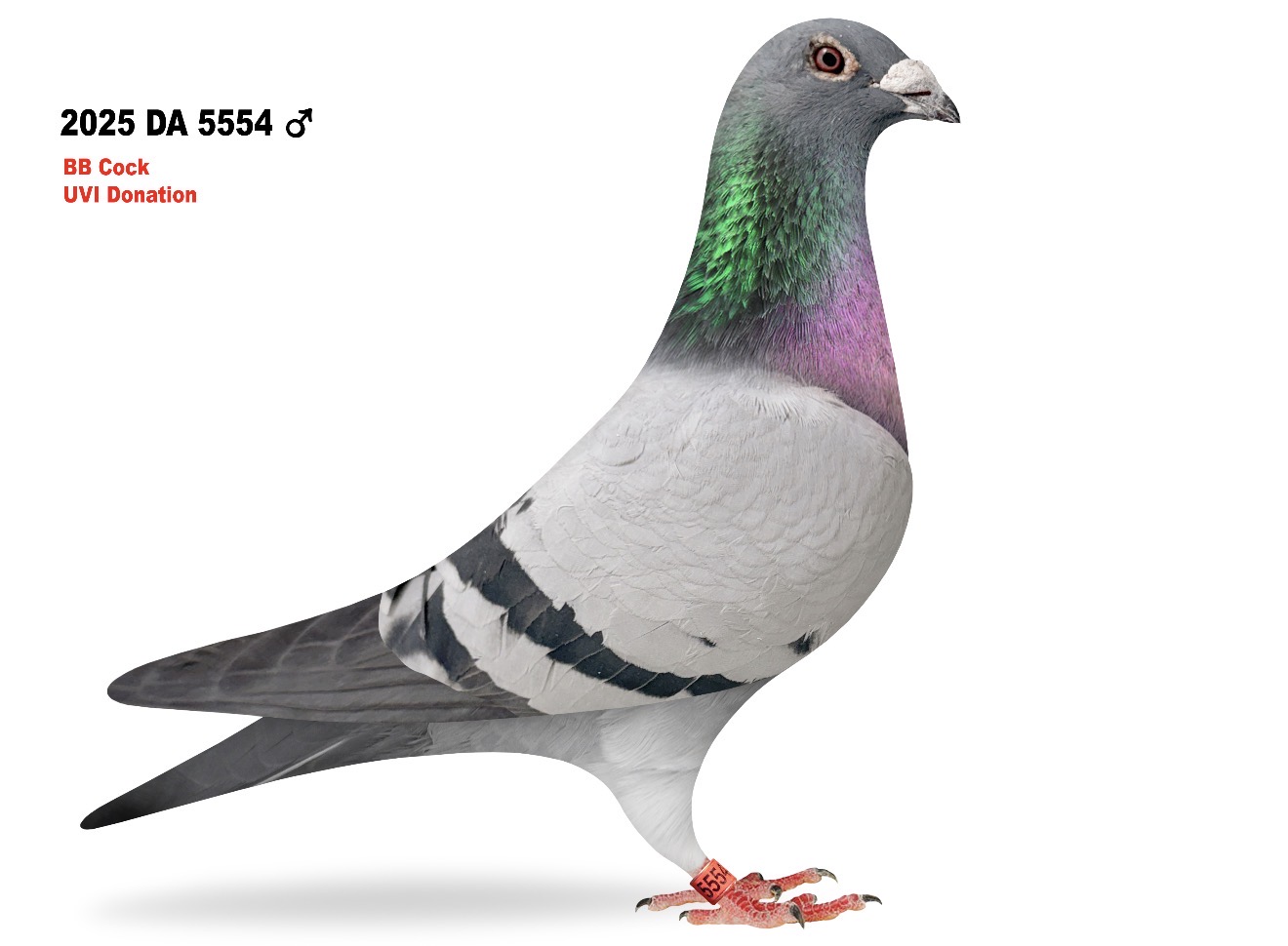 Da Dong Racing Pigeons Donation