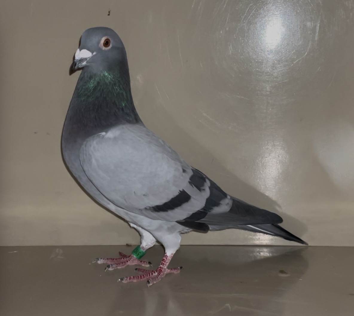 Kolvenbag/ Rozier SUPER ONE LOFT 
BLOODLINES