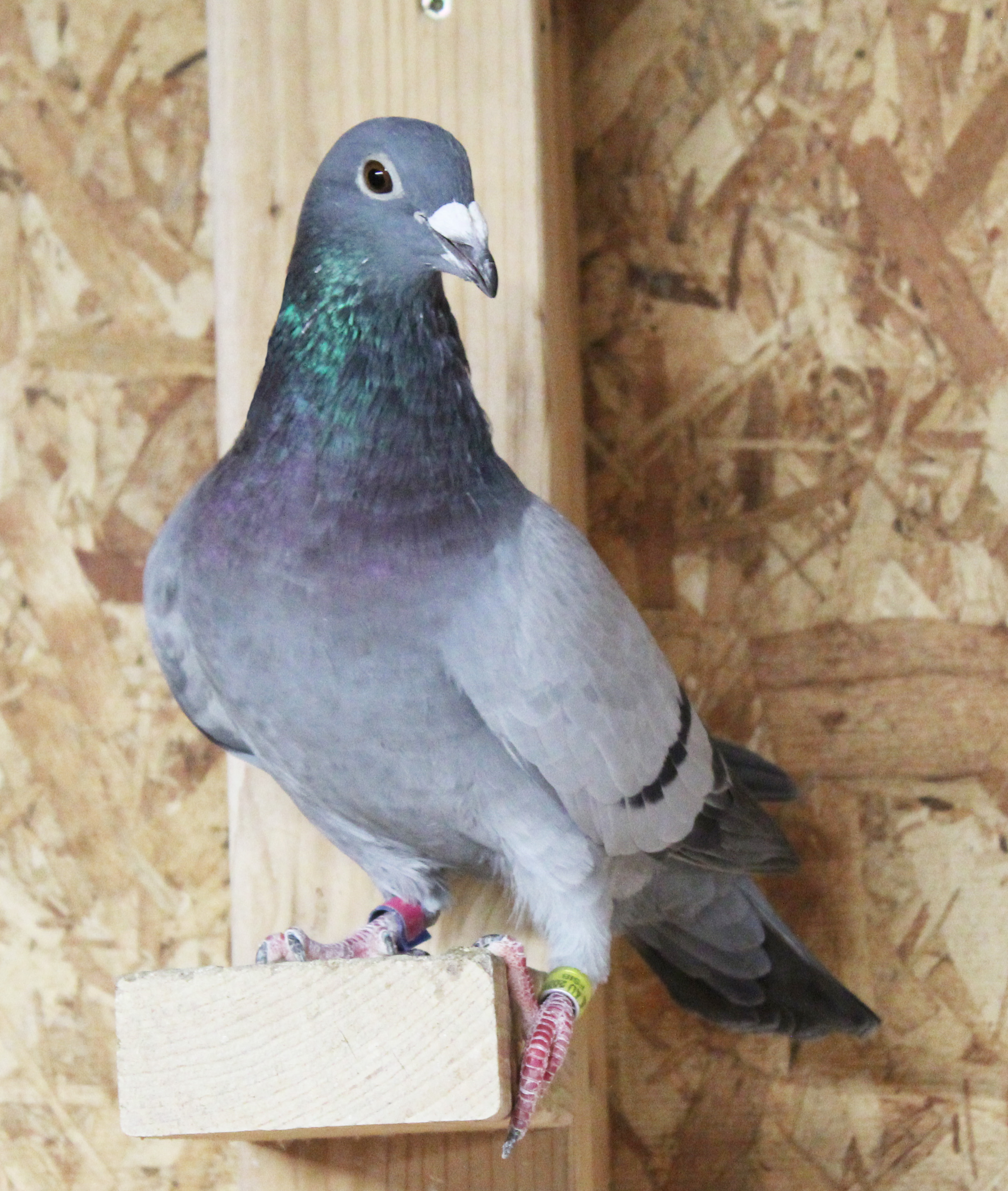 Dirk van den Bulk Koopman Cross