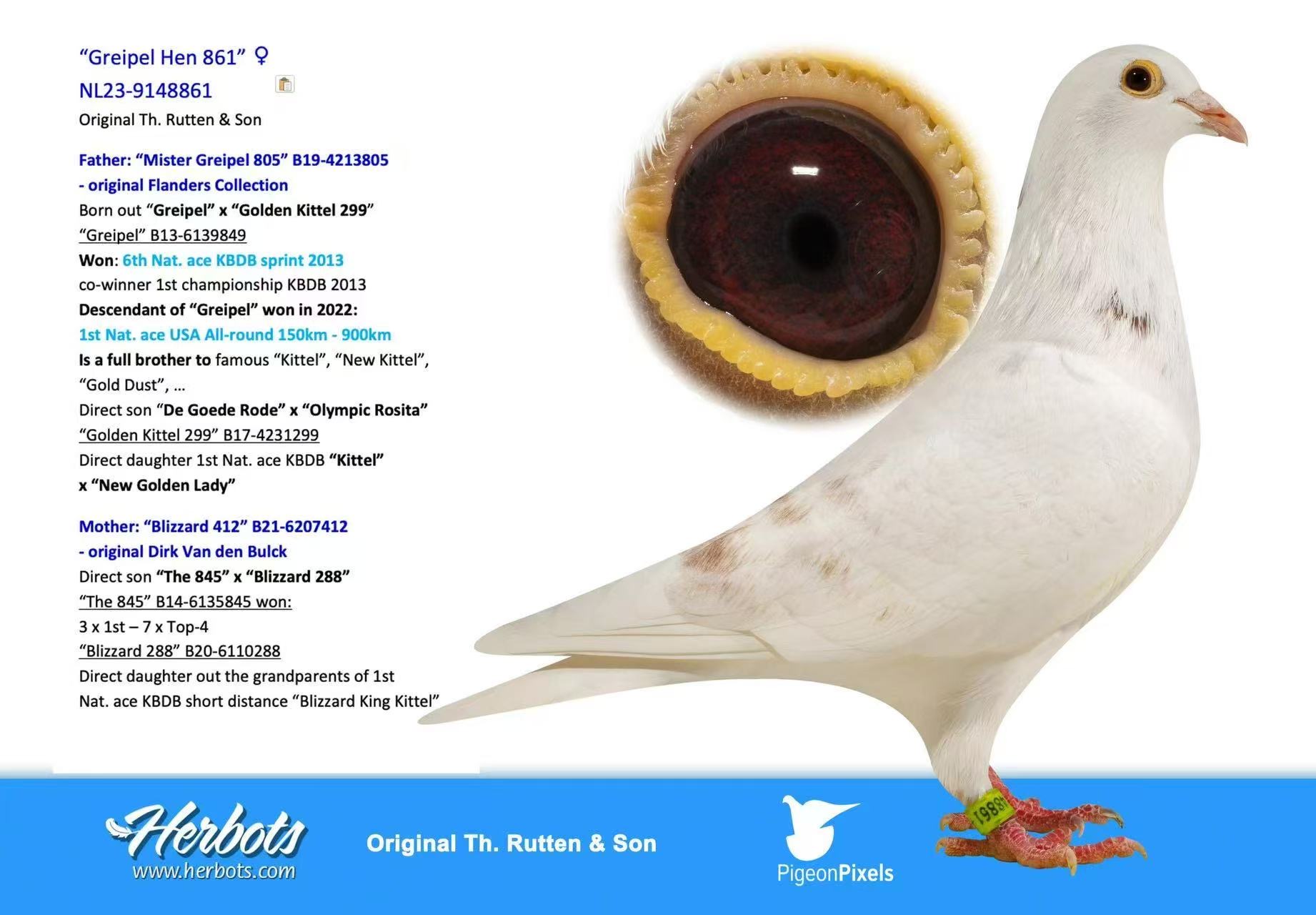 NL23-9148861 – hen