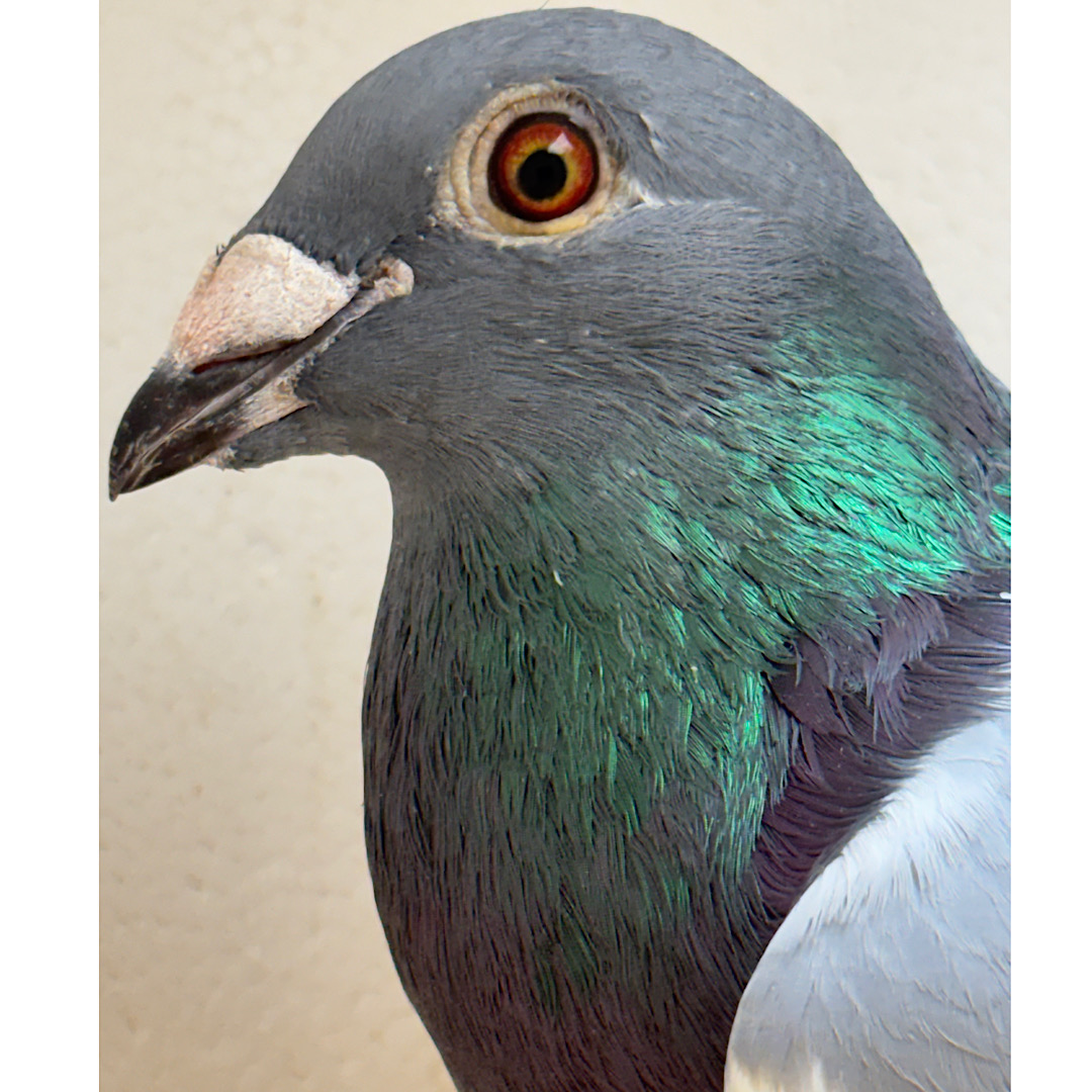 Preview Image 3