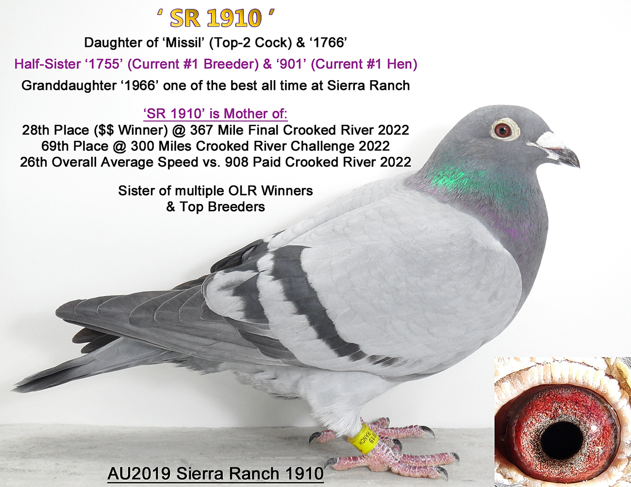 AU2019 SR 1910 Blue Bar Hen ~ Proven OLR Breeder