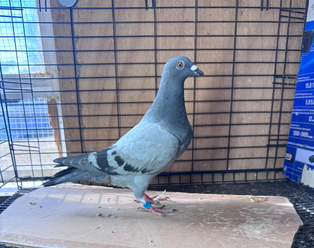 446 BB COCK WOLVERINE