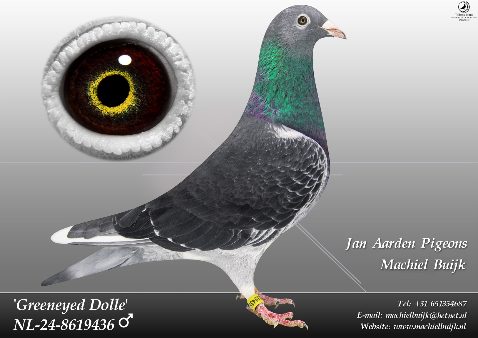 NL 24-8619436 Greeneyed Dolle