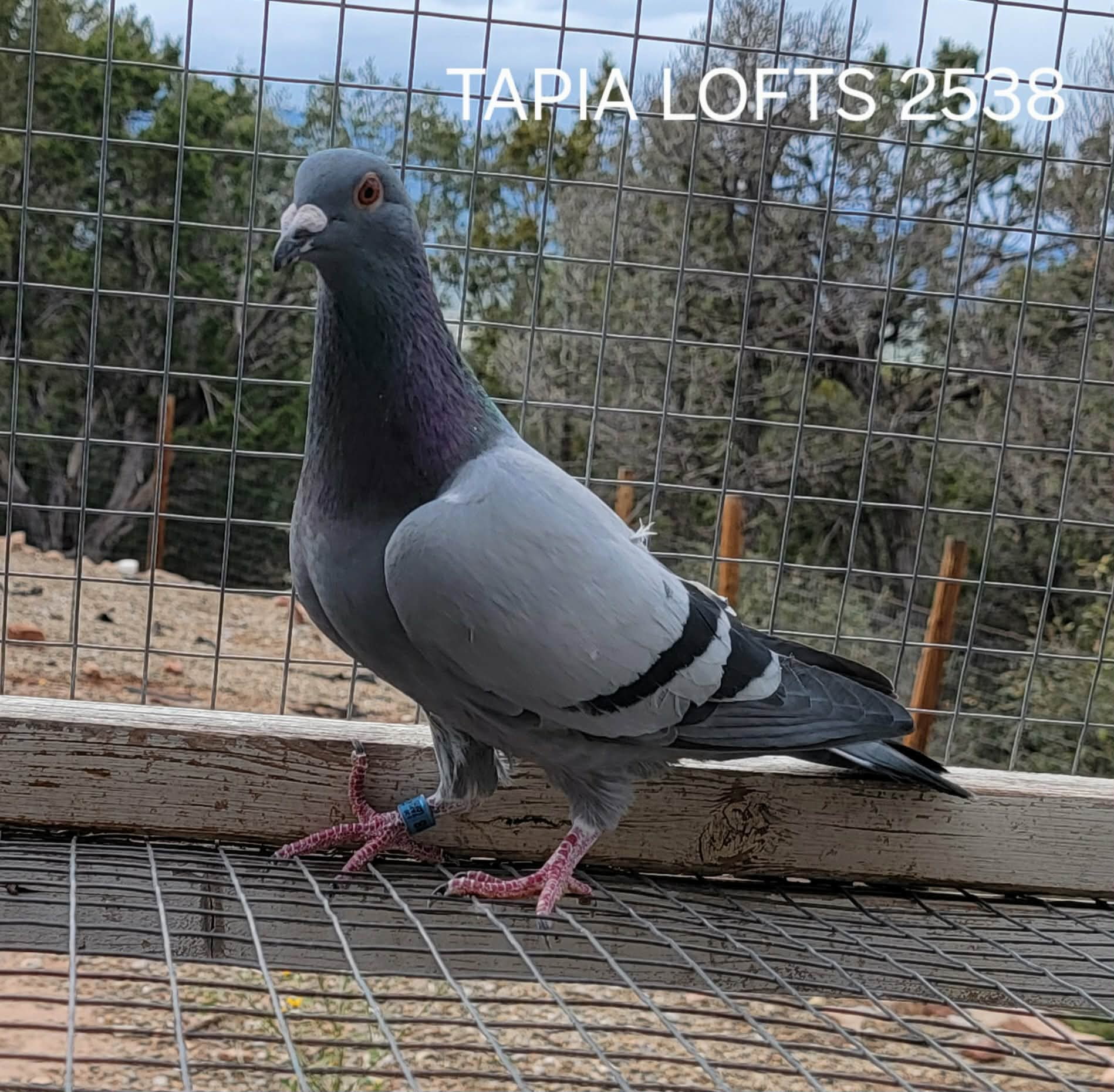 TAPIA LOFTS 2538 2025 BB COCK