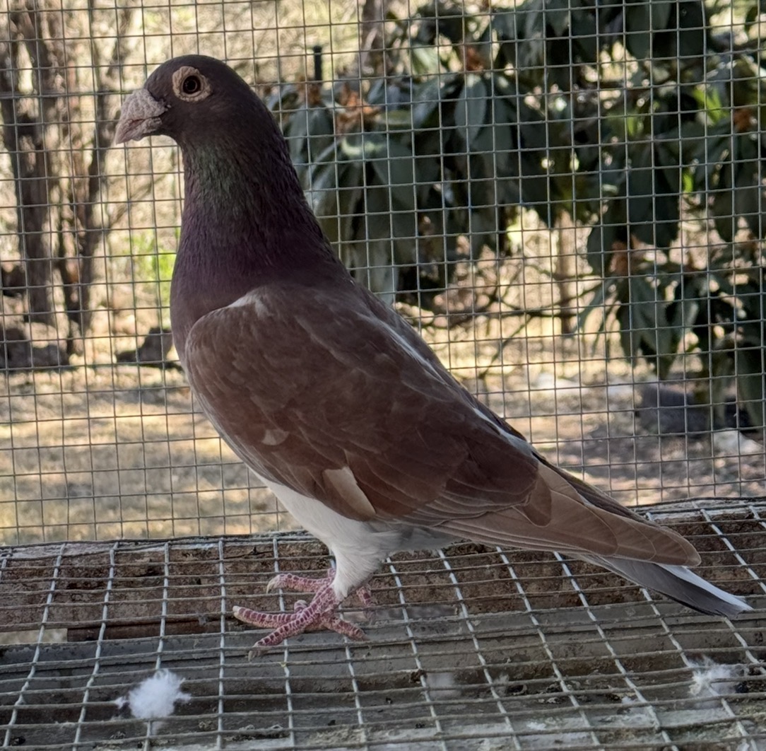 Full Brother to 1st final $12,000 winner Paciffic Northwest One Loft Race