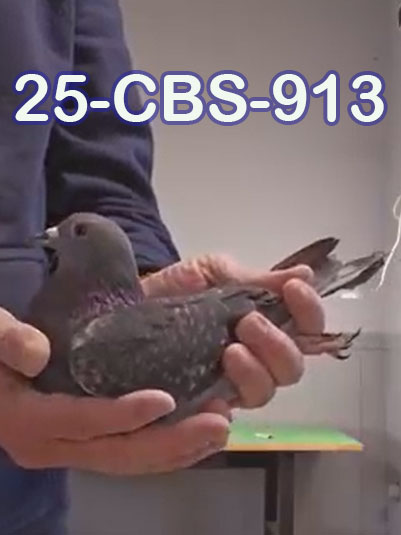 25-CBS-913 Dark check hen. 